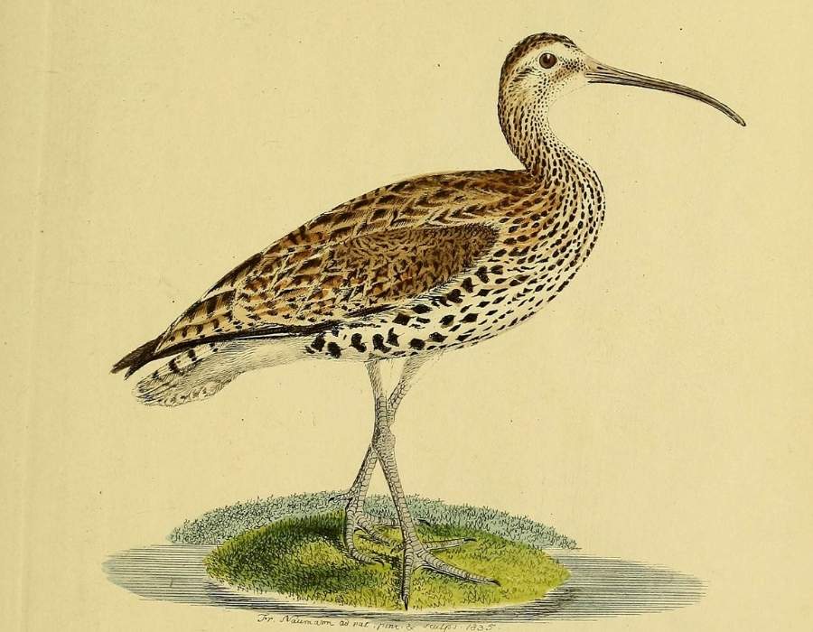 Slender Billed Curlew Numenius tenuirostris Vieillot Learn the Real Story Behind America's Top 10 Extinct Birds