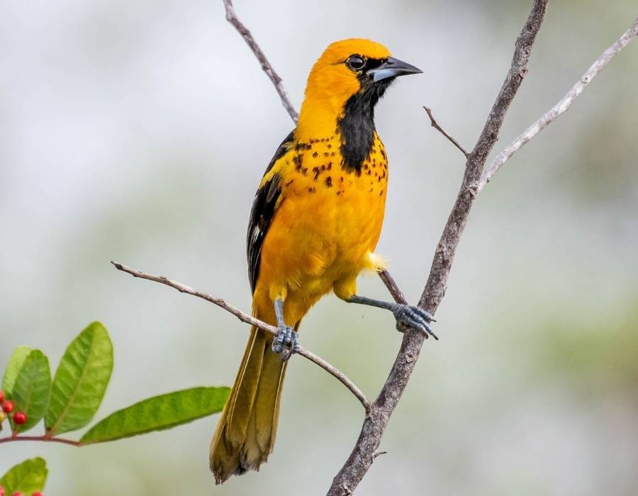 Spot-breasted Oriole Icterus pectoralis