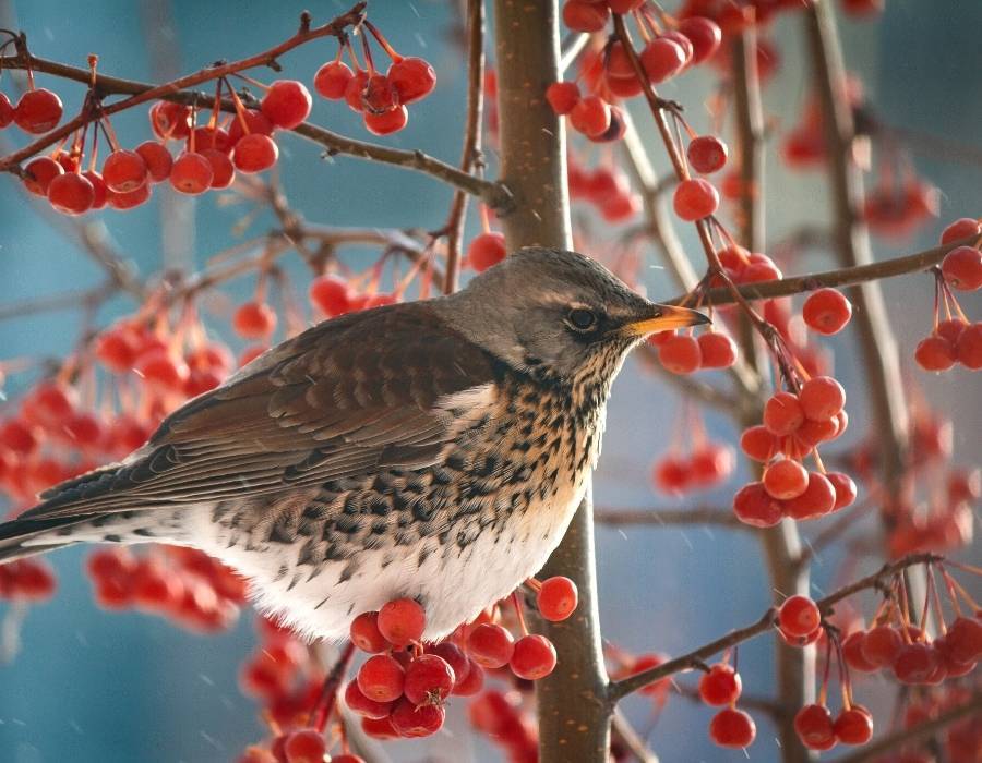 Spotted Morning-Thrush (Cichladusa guttata)