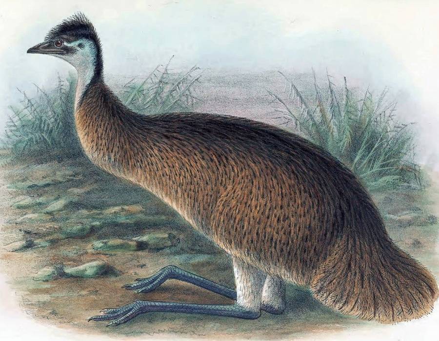 Tasmanian emu (Dromaius novaehollandiae diemenensis)