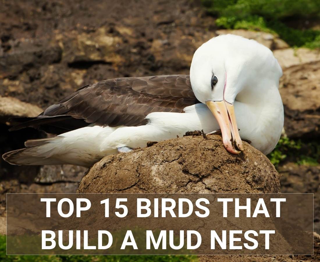 Birds That Build a Mud Nest
