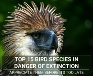 bird species in danger of extinction