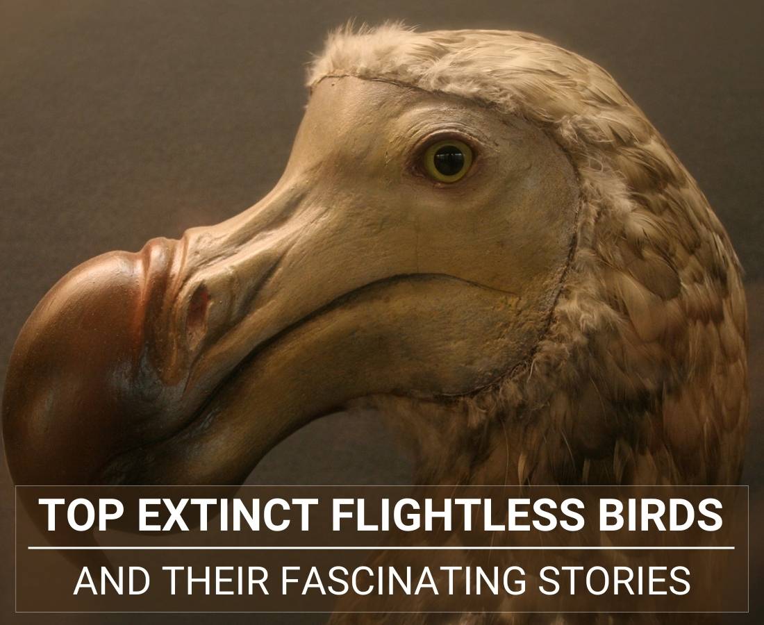 Top Extinct Flightless Birds
