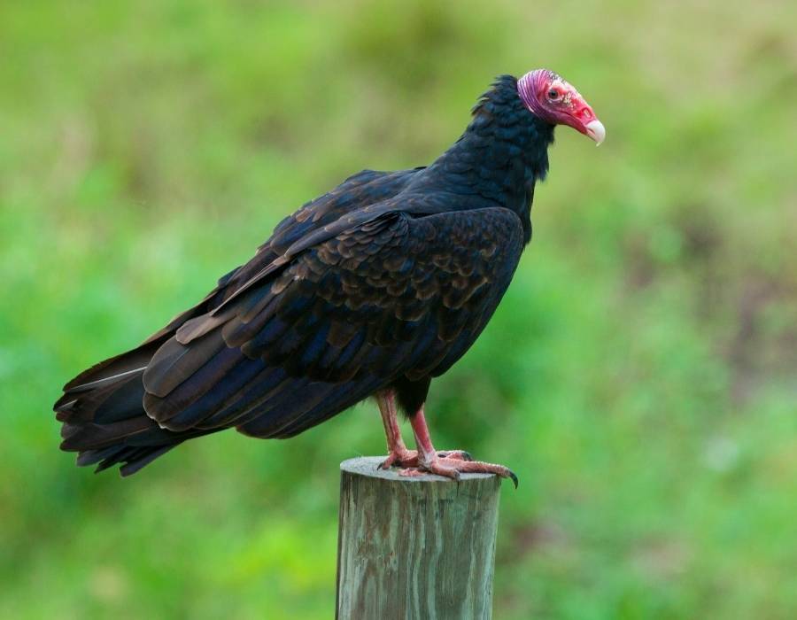 Turkey vulture (Cathartes aura)