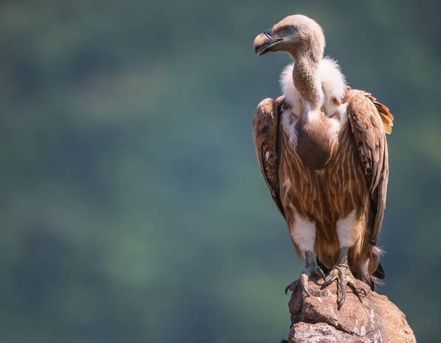 Vulture Feather Symbolism Vulture Feather Meaning: What Does It Mean When You Find One?