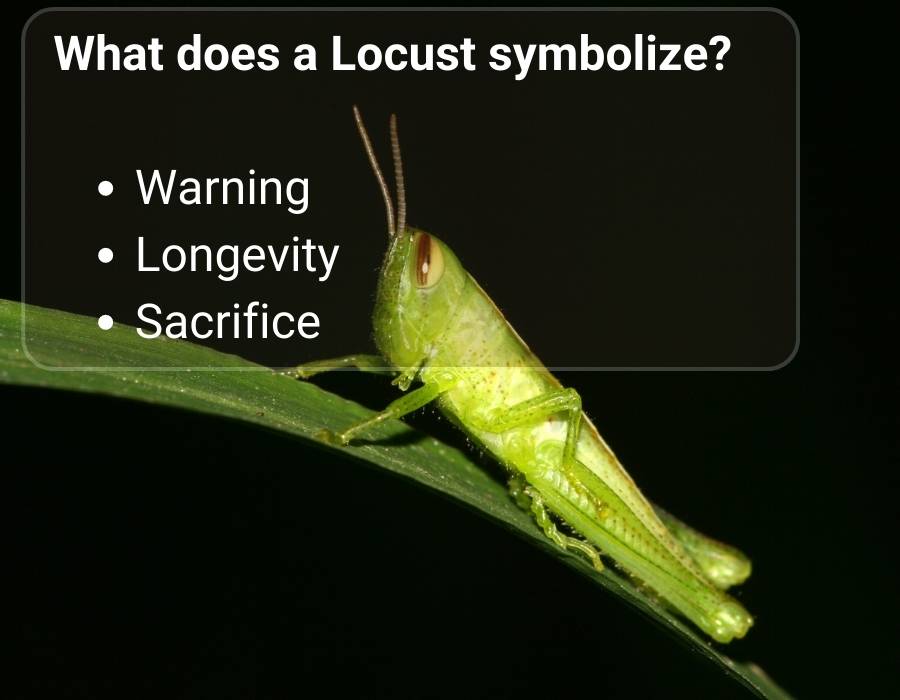 What does a Locust symbolize
