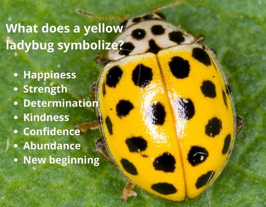 Yellow Ladybug Meaning Spiritual Symbolism What It Represents