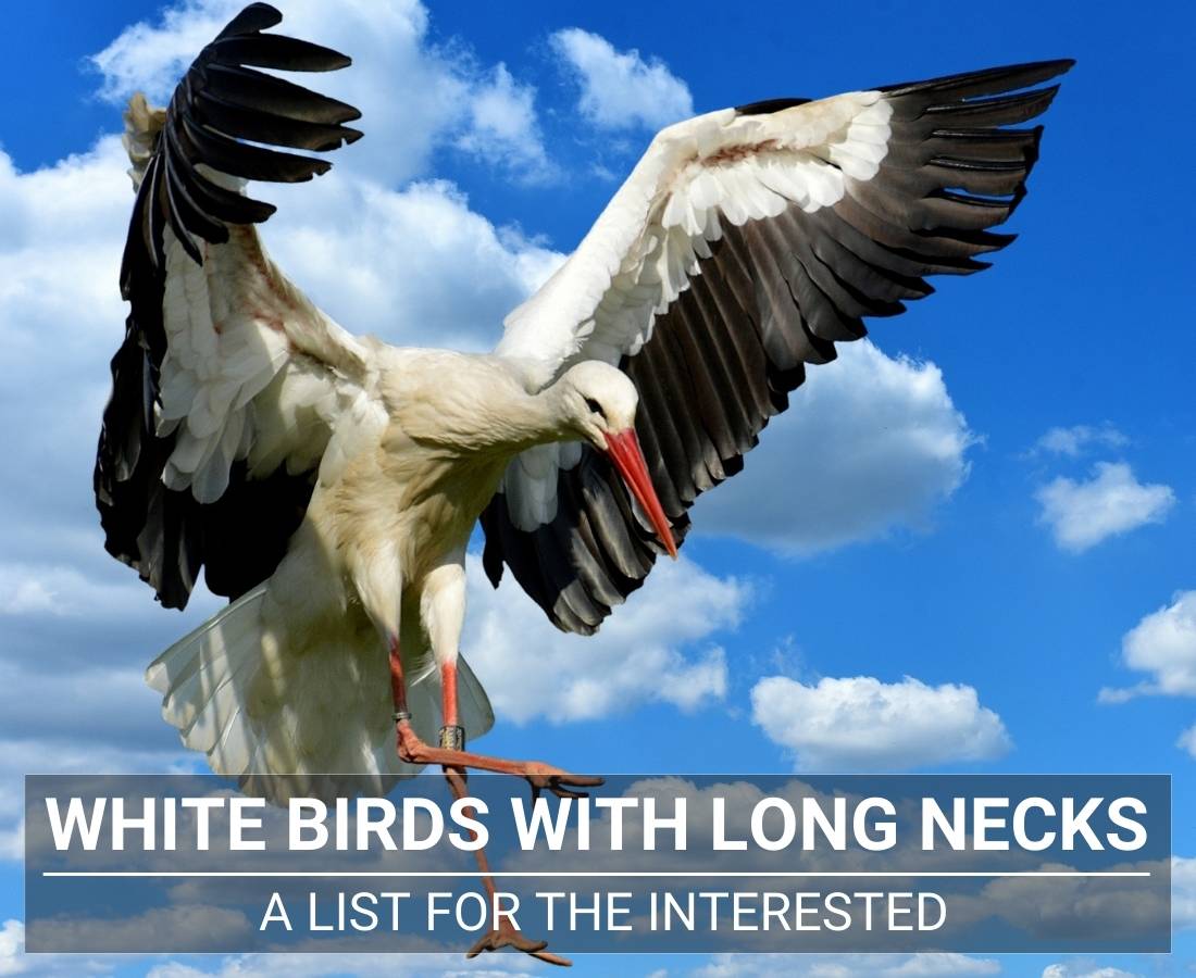 White Birds With Long Necks