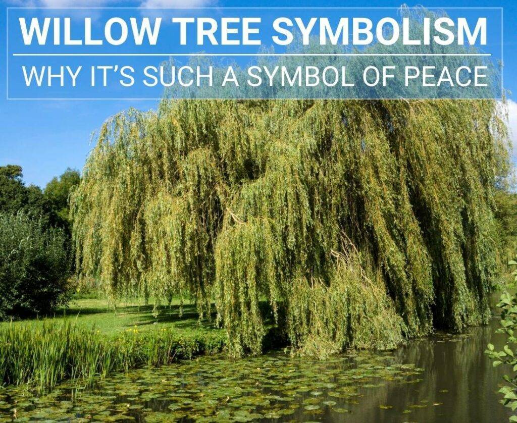 Discover The Willow Tree Symbolism And Why It’s Such A Symbol Of Peace
