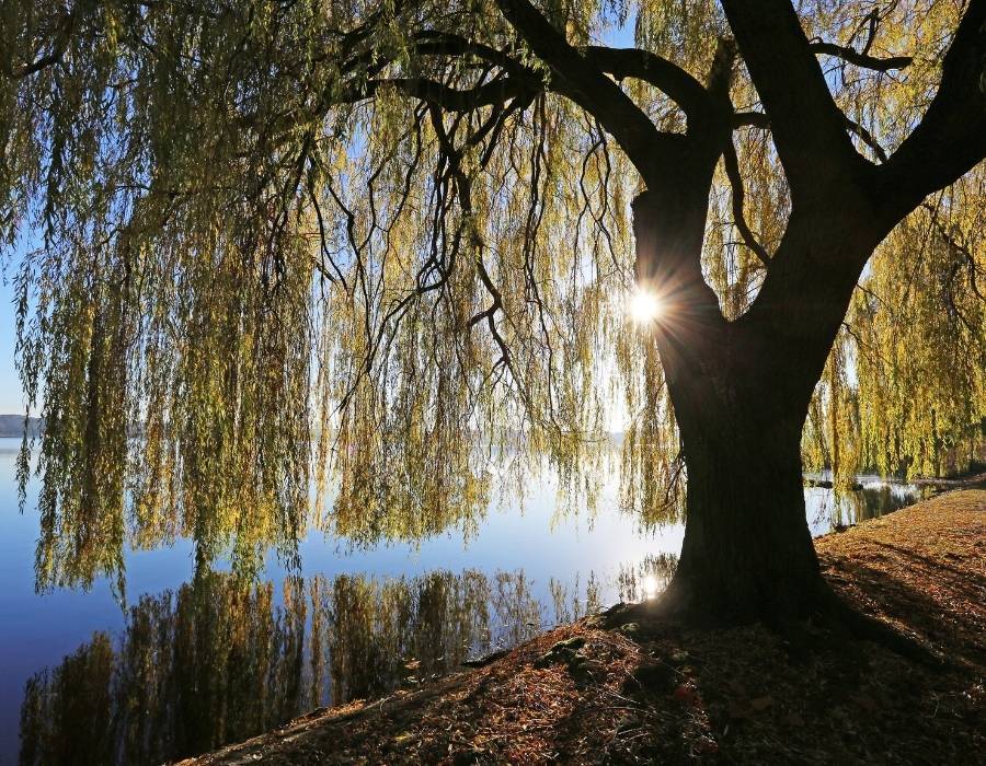 Discover The Willow Tree Symbolism And Why Its Such A Symbol Of Peace