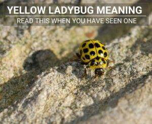 Yellow Ladybug Meaning