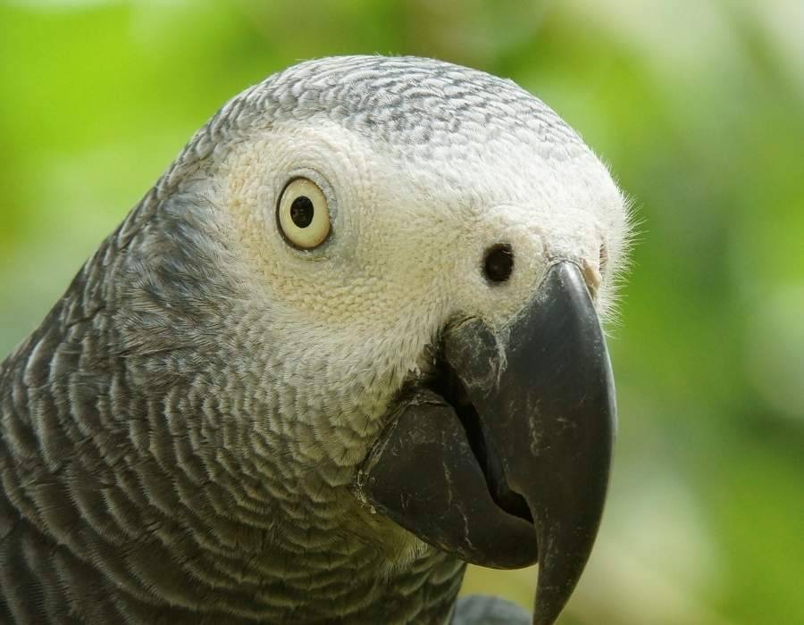 African grey parrot