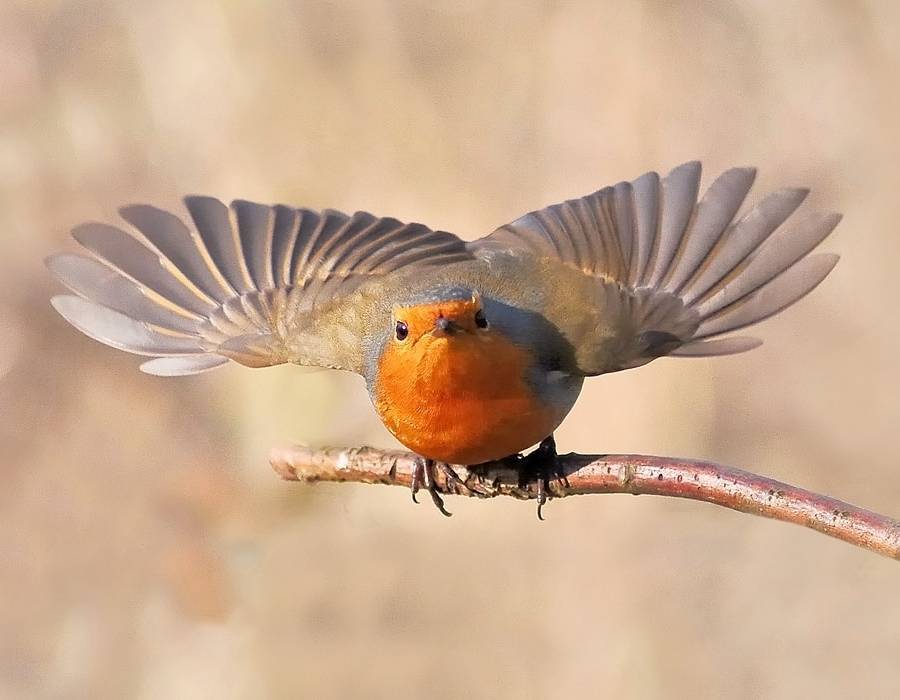 American Robin spreading its feathers