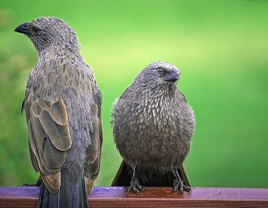 Apostlebird (Struthidea cinerea)