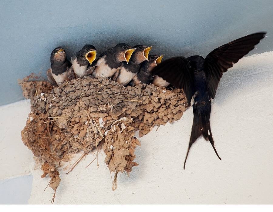 bird mud nest