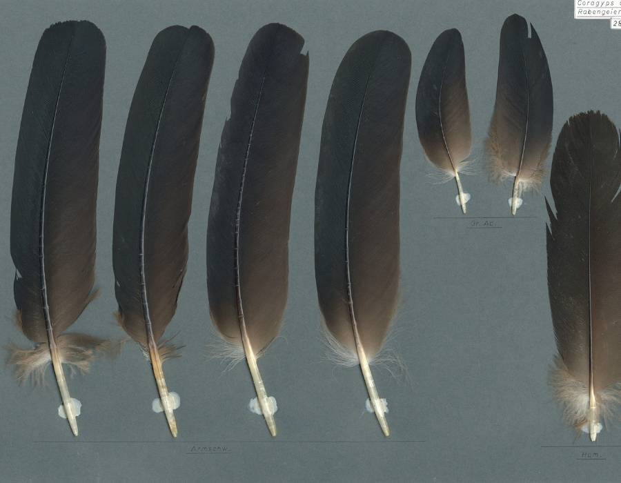 black Vulture Feathers Vulture Feather Meaning: What Does It Mean When You Find One?