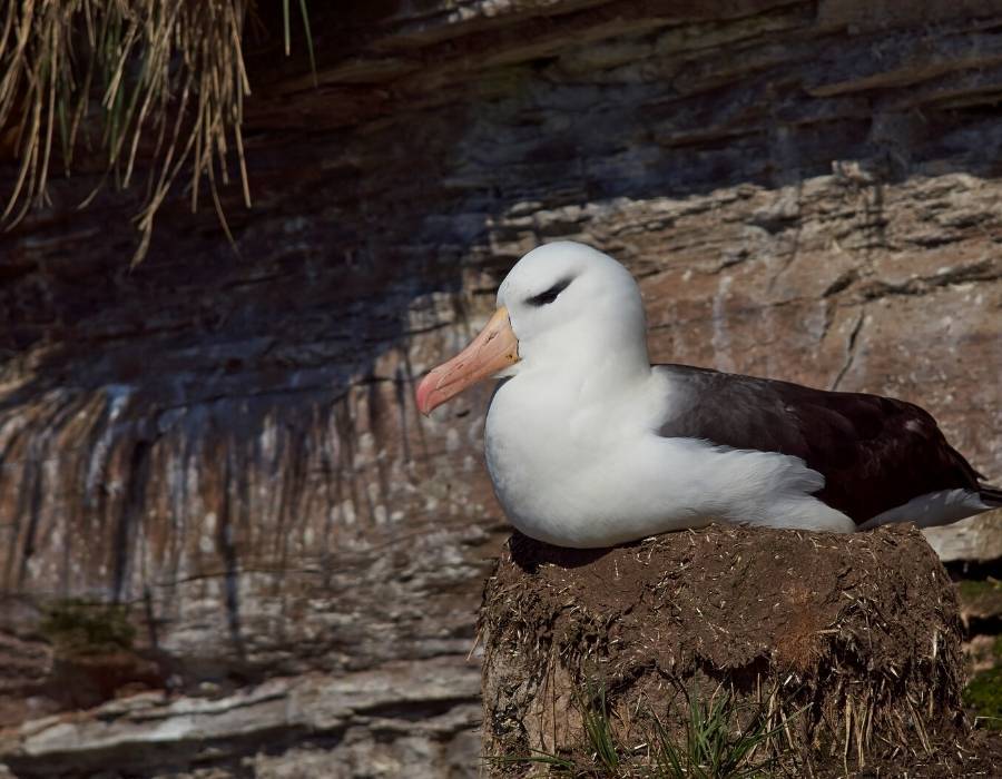 black browed albatross Thalassarche melanophris mud nest Here are the top 15 mud-nesting bird species