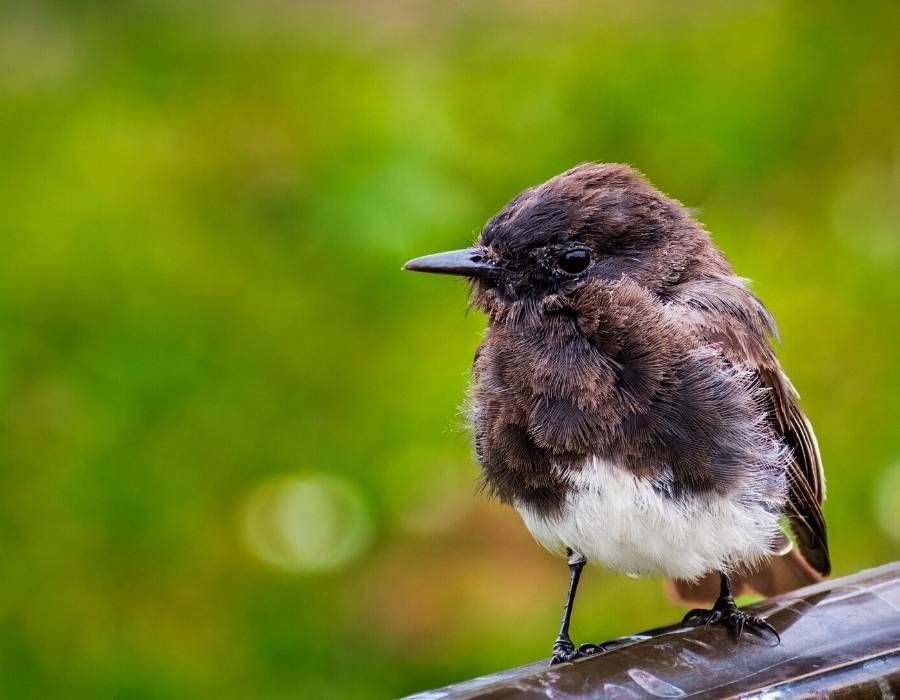 Black phoebe (Sayornis nigricans) build mud nests