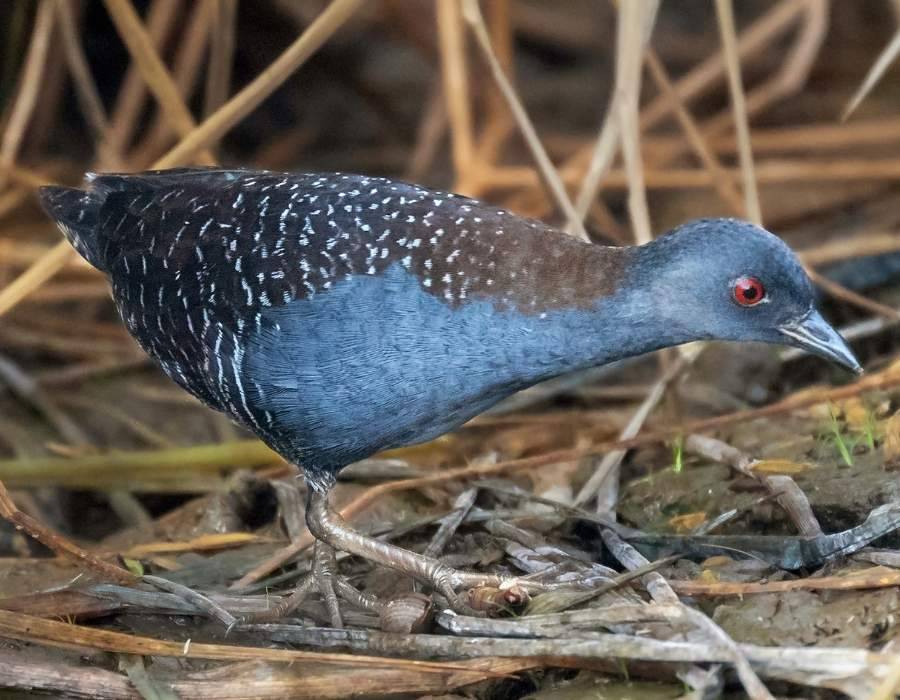 Black rail (Laterallus jamaicensis)