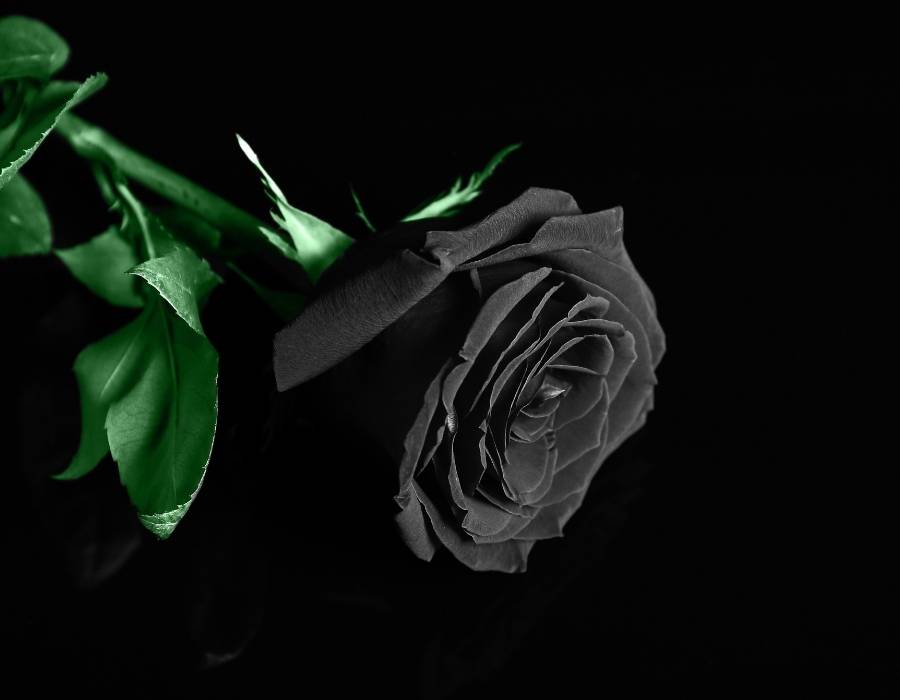 Black rose (fake)