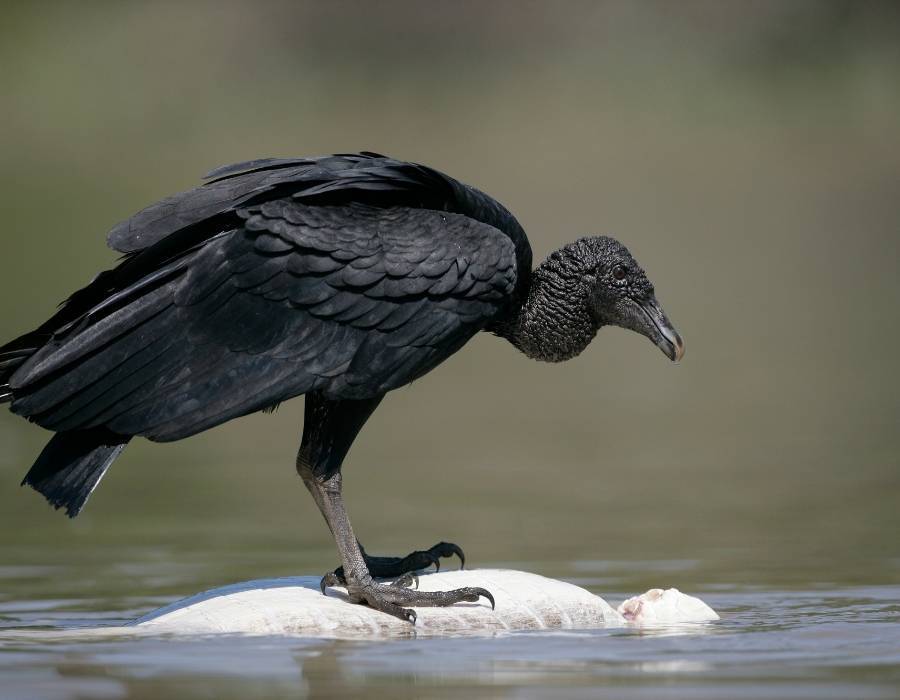 black vulture (Coragyps atratus)