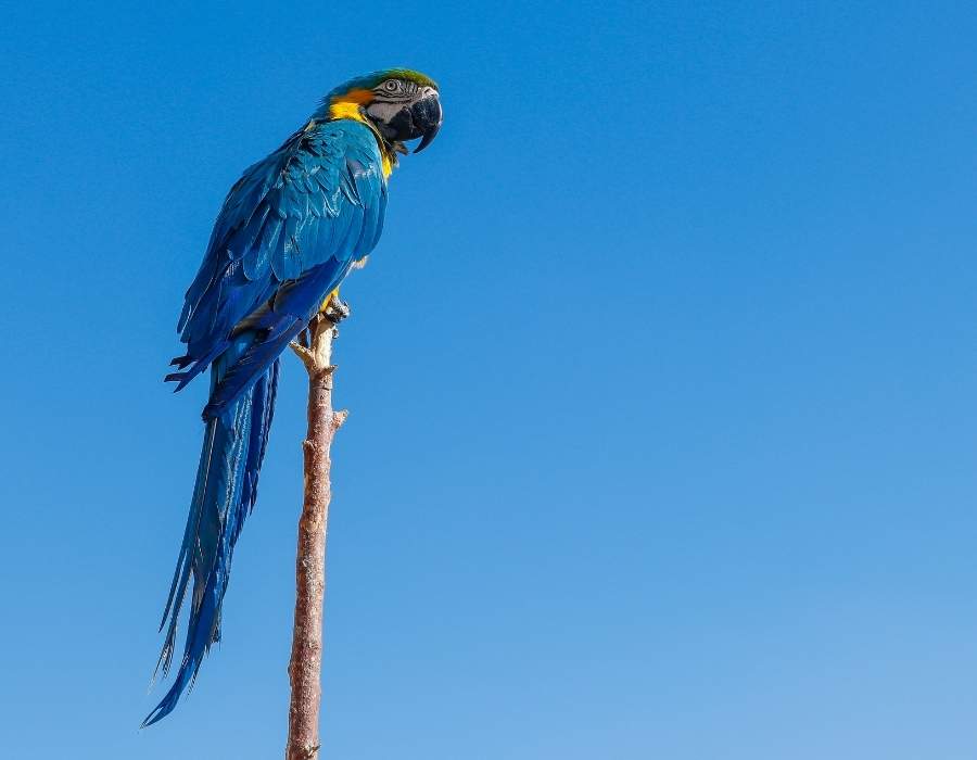 blue-throated macaw (Ara glaucogularis)