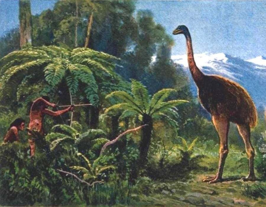 bush moa (Anomalopteryx didiformis) - extinct flighless bird