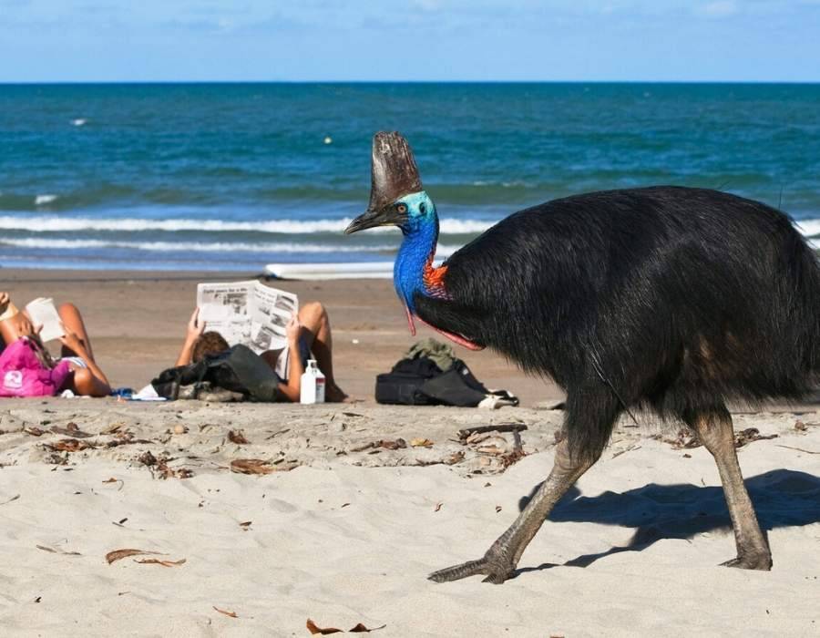 cassowary attack