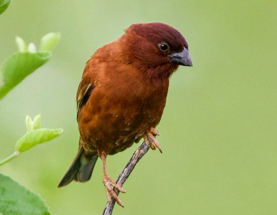 chestnut sparrow (Passer eminibey)