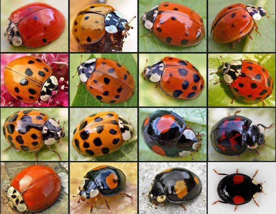 Ladybugs come in various colors