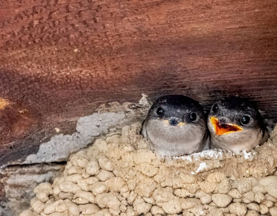 common house martin (Delichon urbicum)