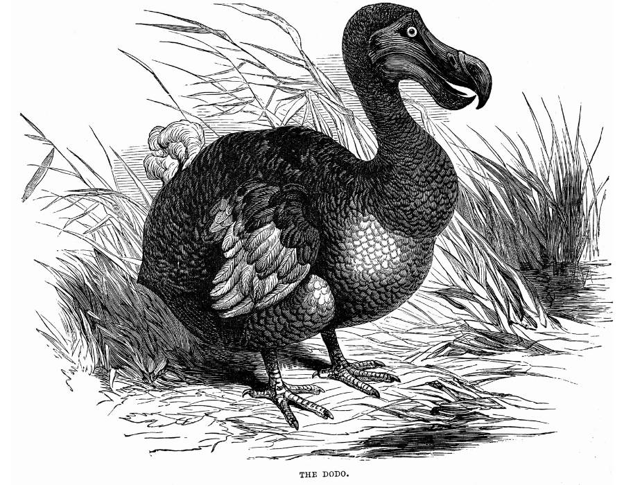 dodo (Raphus cucullatus)