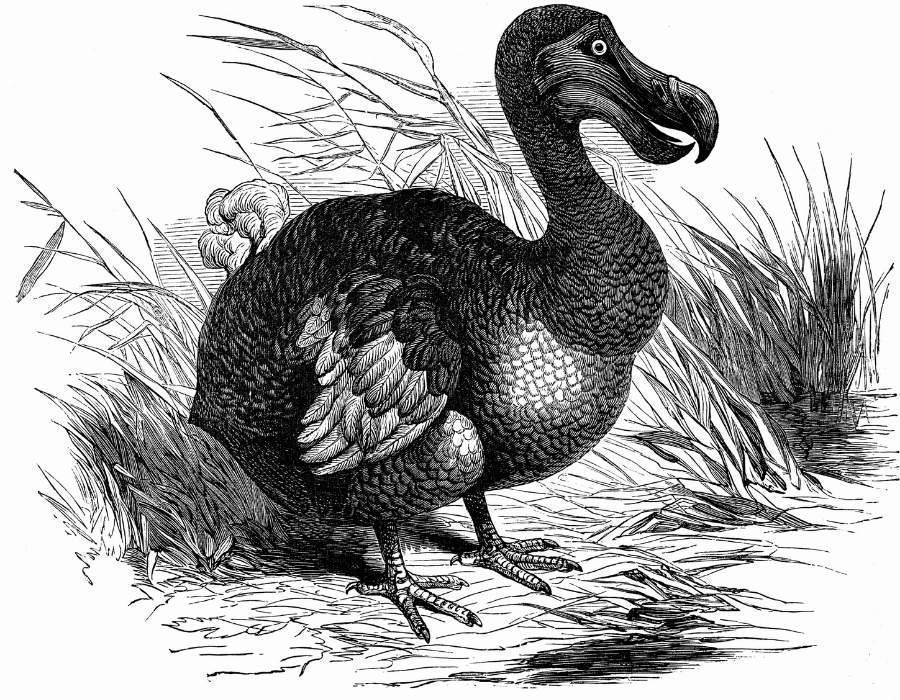 dodo