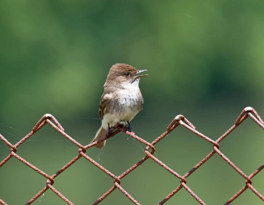 eastern phoebe (Sayornis phoebe) 