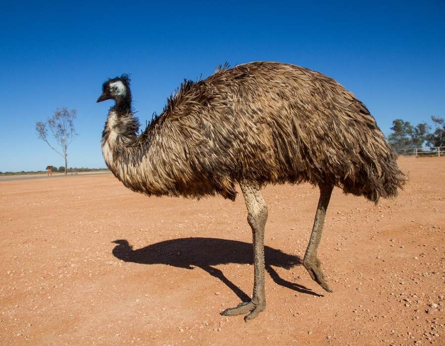 emu 1 Top 10 Birds That Attack Humans - Duck And Run!
