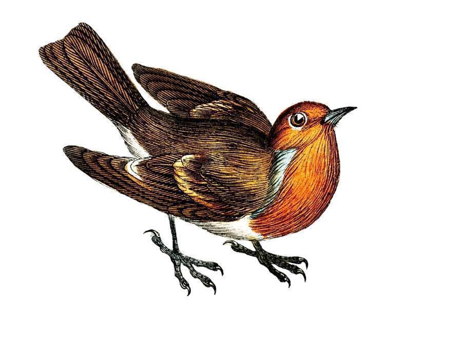 european robin