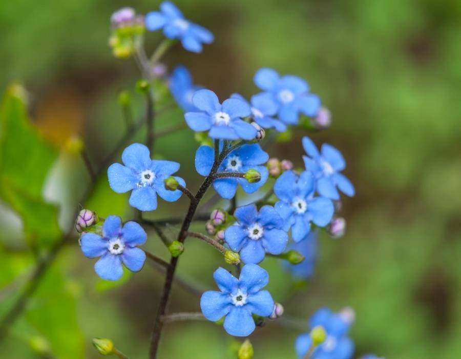 Forget Me Not Flowers Are an Appeal for Love and a Longing to Be