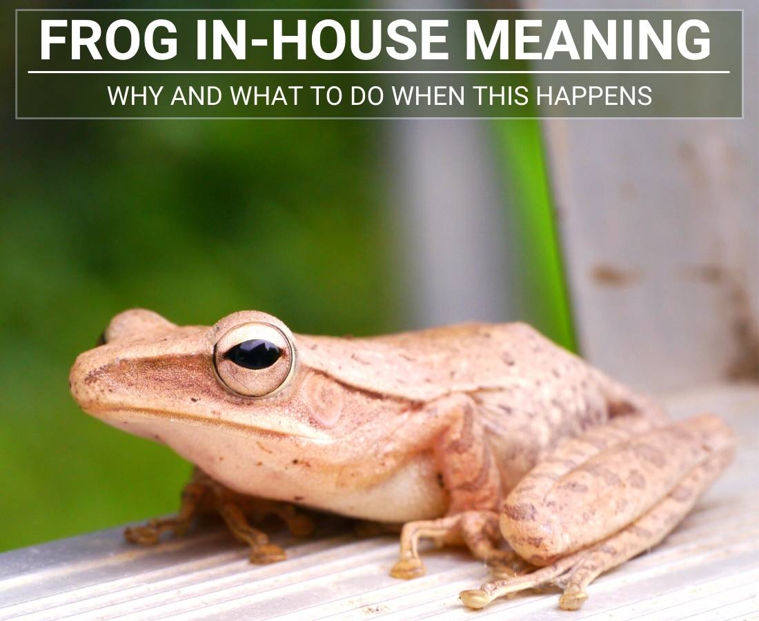 Frog In-House Meaning: Why And What To Do When This Happens -  