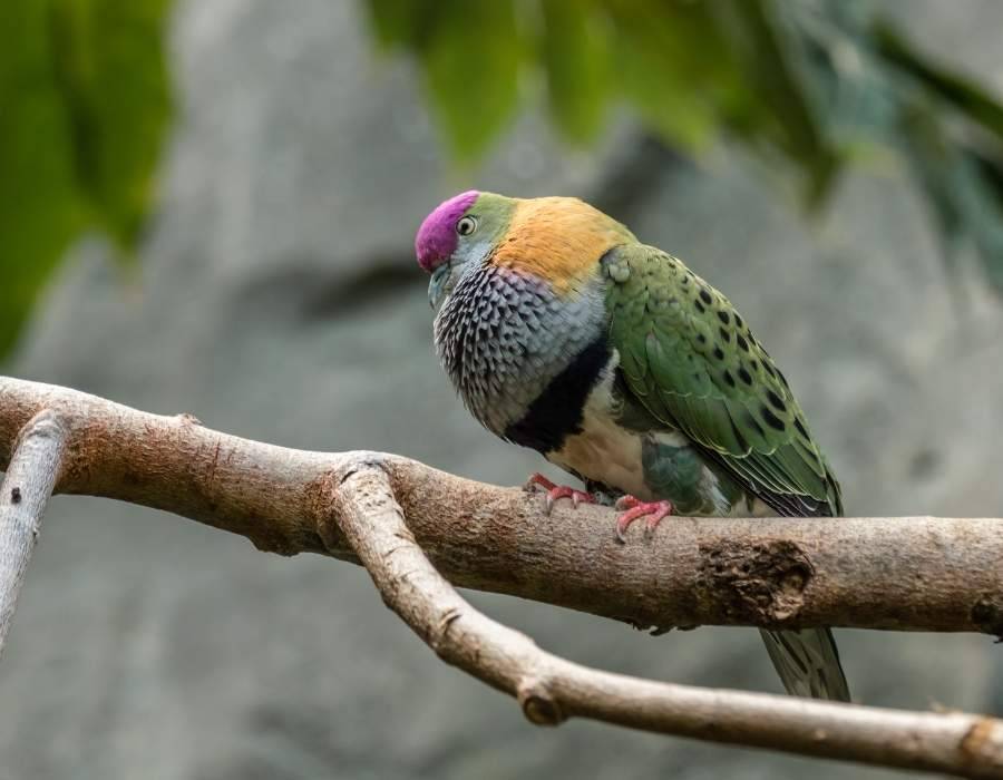 fruit dove (Ptilinopus pulchellus)