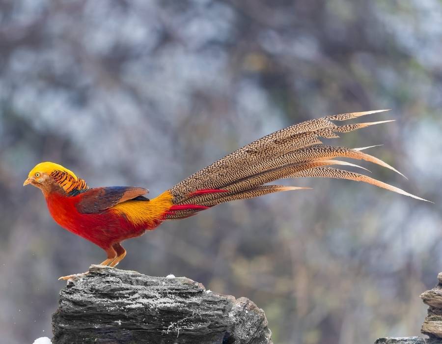 Golden Pheasant