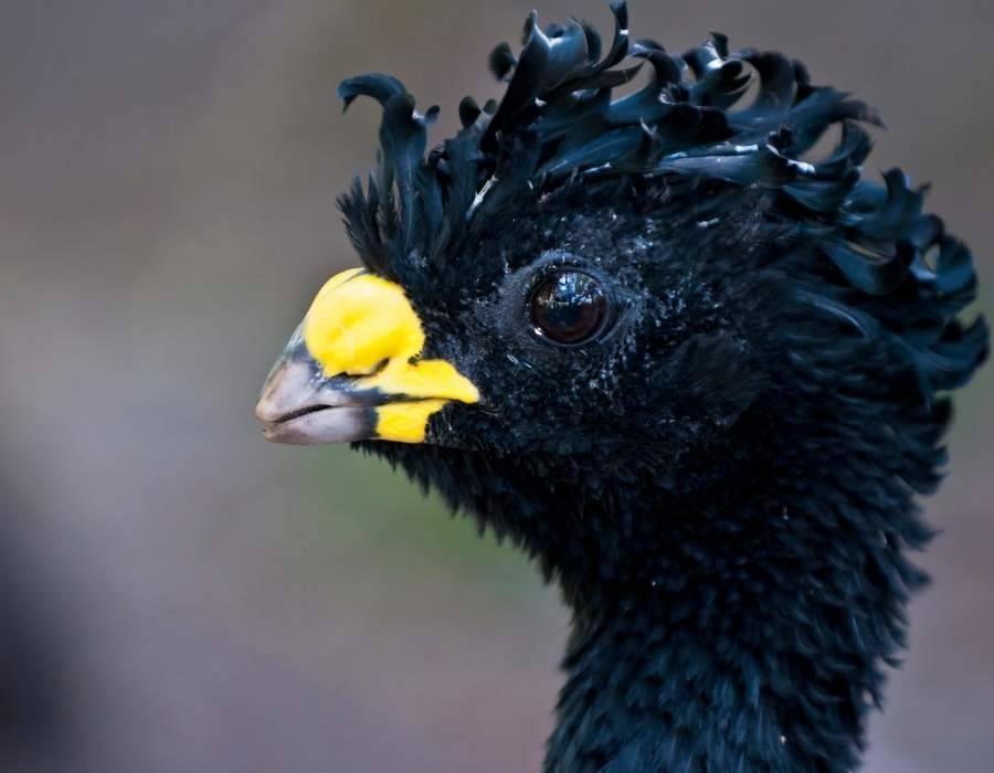 great curassow (Crax rubra)