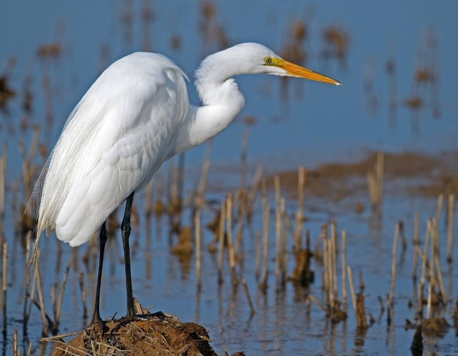 Great egret (Ardea alba) white bird long neck