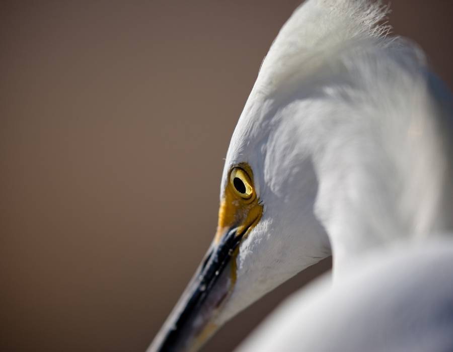 great egret portrait