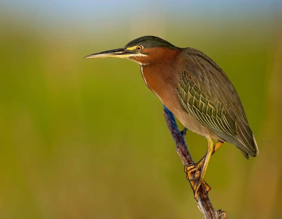 Green heron (Butorides virescens)