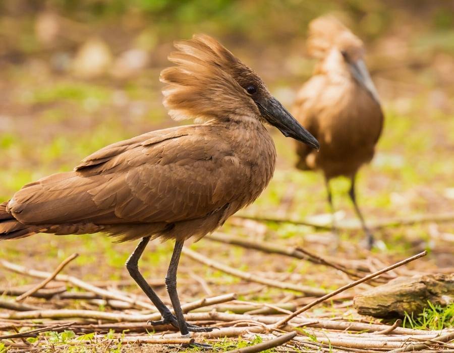 hamerkop (Scopus umbretta)