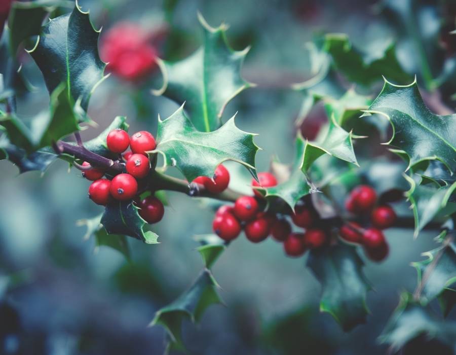 holly tree winter symbol What Winter Symbolism Means: A Guide to the Different Icons of the Season
