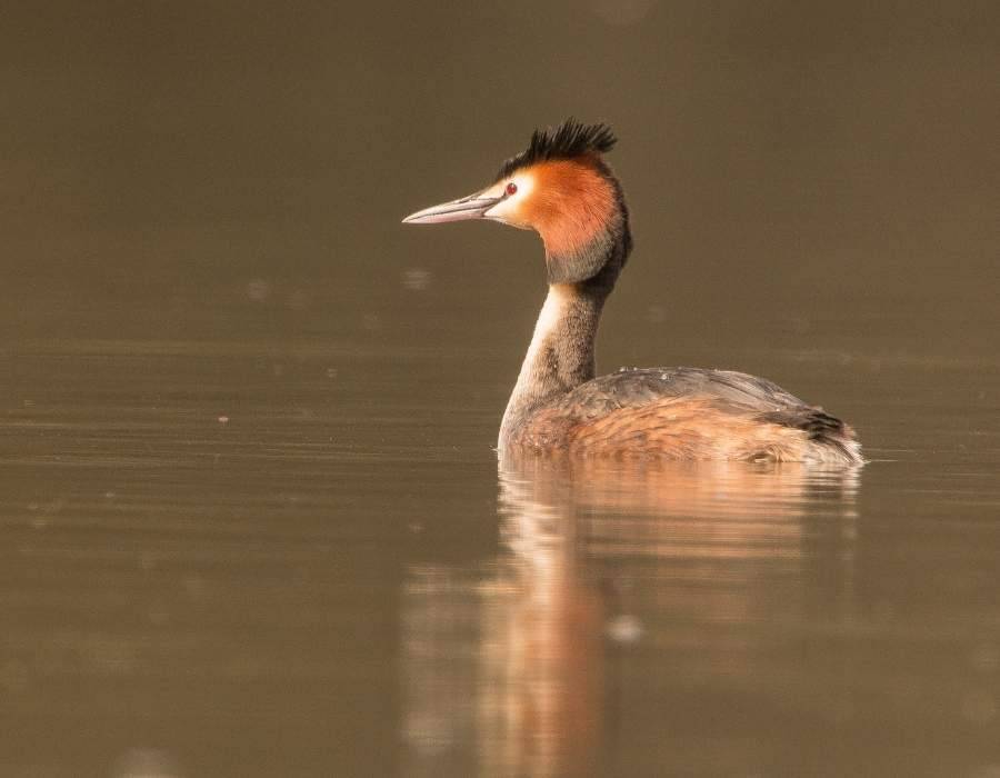 Hooded grebe (Podiceps gallardoi)