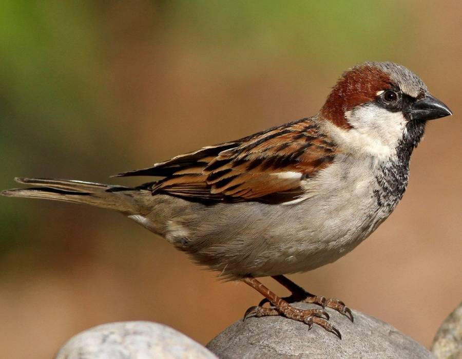 House sparrow (Passer domesticus)