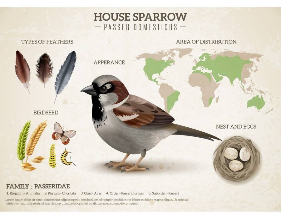 house sparrow feathers