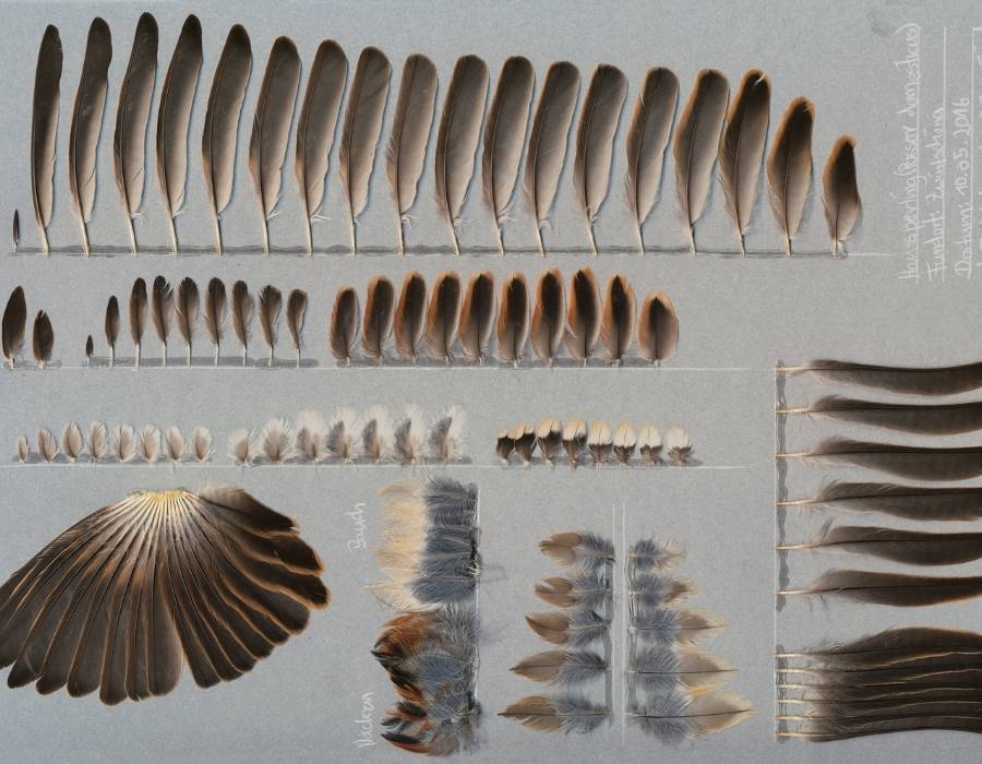Sparrow Feather Meaning: What The Symbolism Means For You
